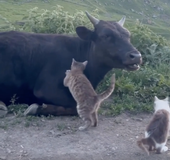 TRENDING NOW: Cow is best friends with a cat | iNFOnews.ca